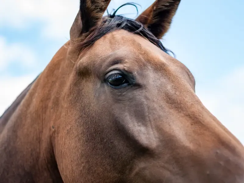 Horse suffering from equine anhidrosis.