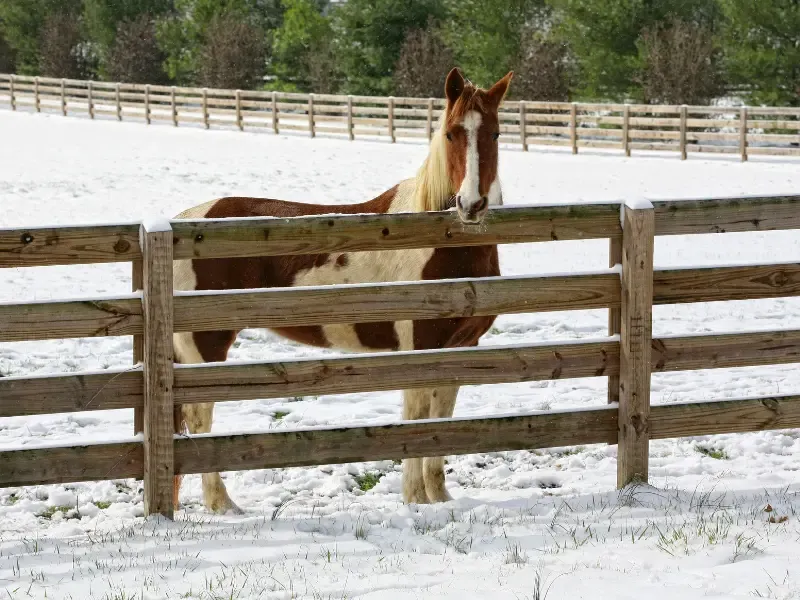 Horse outside in the winter.