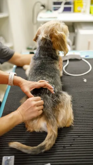 Performing acupuncture on a small dog.