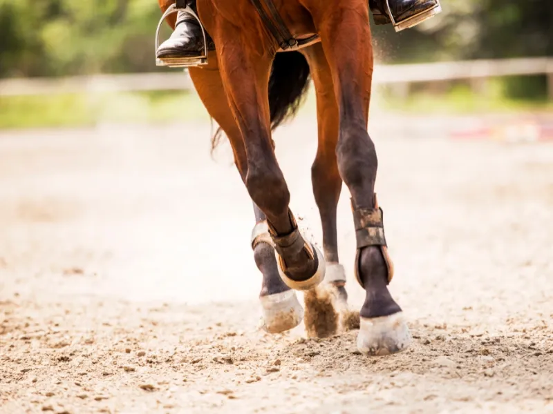 Legs of a horse.