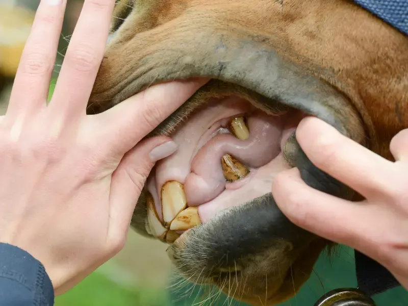Equine dental exam in progress.