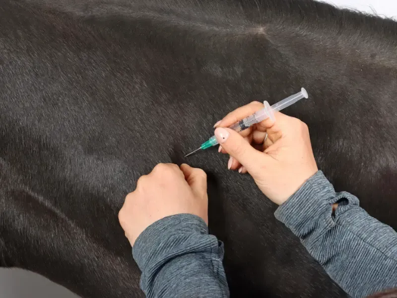 Equine vaccinations.