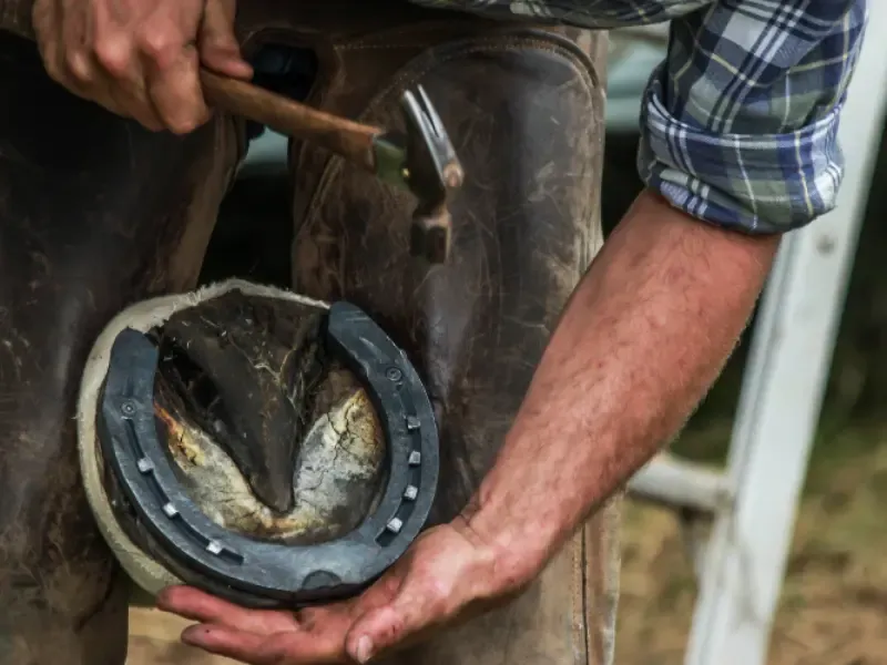 Farrier performing corrective shoeing.